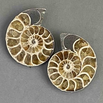 Ammonite souvenir stone, assorted diameter 36×42 mm ± (in packaging, a pair), weight 45 g