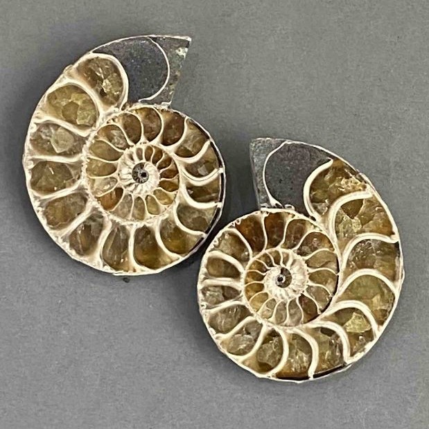 Ammonite souvenir stone, assorted diameter 36×42 mm ± (in packaging, a pair), weight 45 g