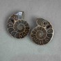 Ammonite souvenir stone, assorted diameter 37×45 mm ± (in a pack of two) weight 48 g