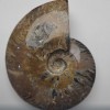 Souvenir Fossilised Whole Ammonite Large 15x12x4cm +/- price per 783g