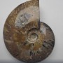 Souvenir Fossilised Whole Ammonite Large 15x12x4cm +/- price per 783g