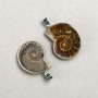 Pendant Ammonite in Silver-Tone Setting Assorted Sizes from 20x30mm+- to 30x40mm+- (per pc.)
