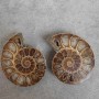 Ammonite 55×45×10(±) mm. Price per 100 g