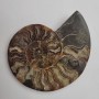 Ammonite souvenir stone weight from 300 g (approx. 12×14 cm ±) (Price per 100 g)