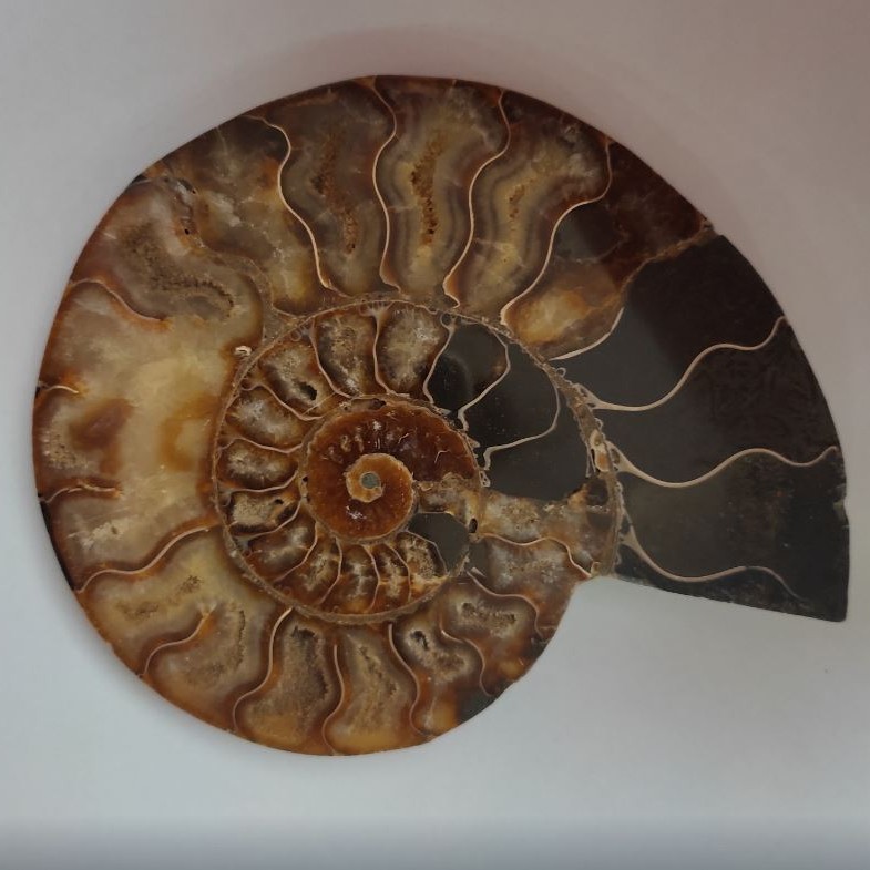 Souvenir Ammonite Stone 15.5×12.5 cm, weight 384 g