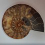 Souvenir Ammonite Stone 15.5×12.5 cm, weight 384 g