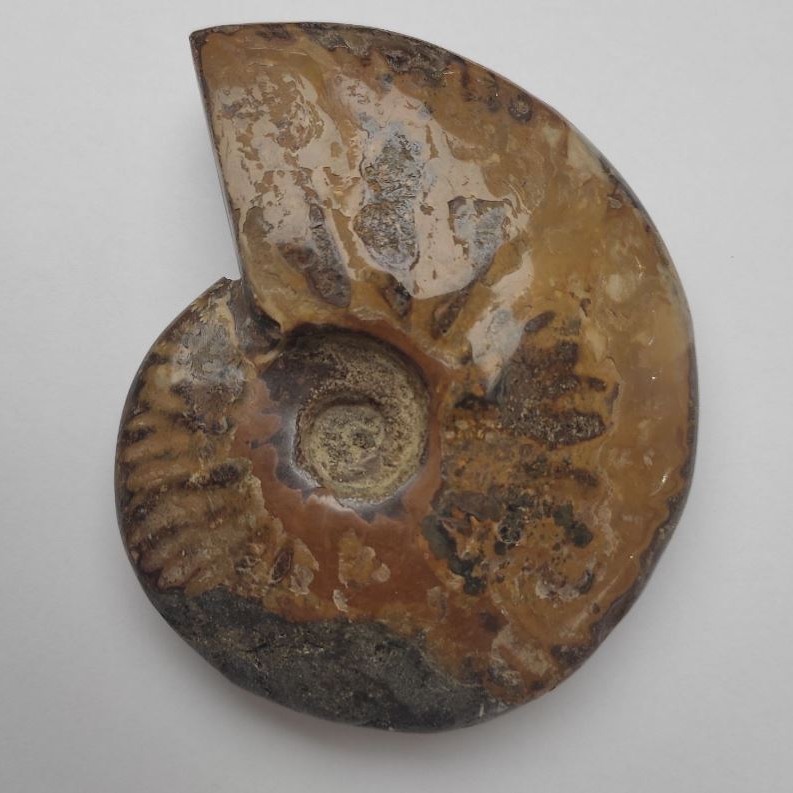 Souvenir Fossilised Whole Ammonite 12x9.5x3cm+/- (price per 424g)