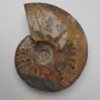 Souvenir Fossilised Whole Ammonite 12x9.5x3cm+/- (price per 424g)