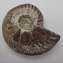 Souvenir Fossilised Whole Ammonite, weight from 600g (approx. 12x14cm+/-) (Price per 100g)