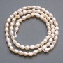 Small River Pearls on Thread, Diameter 3x4.5mm+/-, Length 36cm+